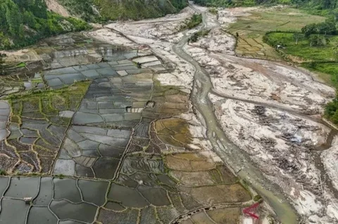 Ribuan Hektare Sawah Terdampak Bencana di Sumatra Mulai Ditanami Kembali
