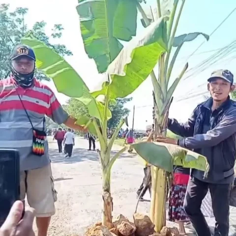 Viral Warga Blora Tanam Pohon Pisang di Jalan Rusak, Tantang Gubernur Jateng Tinjau Langsung Lokasi