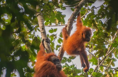 Foto tanpa tanggal  yang diambil oleh Pusat Informasi Orangutan dan dirilis pada 10 Juni 2026, menunjukkan orangutan Tapanuli di atas pohon di hutan Batang Toru di Sumatera Utara, Indonesia.