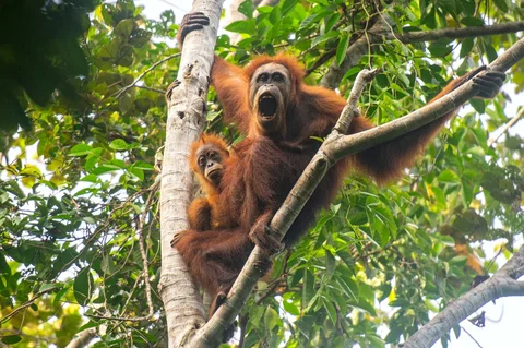 Foto tanpa tanggal  yang diambil oleh Pusat Informasi Orangutan dan dirilis pada 10 Juni 2026, menunjukkan orangutan Tapanuli di atas pohon di hutan Batang Toru di Sumatera Utara, Indonesia.