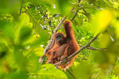 Foto tanpa tanggal  yang diambil oleh Pusat Informasi Orangutan dan dirilis pada 10 Juni 2026, menunjukkan orangutan Tapanuli di atas pohon di hutan Batang Toru di Sumatera Utara, Indonesia.