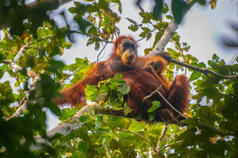Foto tanpa tanggal  yang diambil oleh Pusat Informasi Orangutan dan dirilis pada 10 Juni 2026, menunjukkan orangutan Tapanuli di atas pohon di hutan Batang Toru di Sumatera Utara, Indonesia.