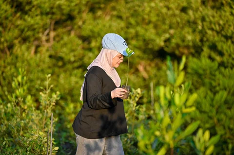 Relawan yang tergabung dalam Komunitas Ruang Lingkup menanam bibit mangrove di ruang terbuka hijau Mangrove Park Lampulo, Banda Aceh, Aceh, Sabtu (13/6/2026).