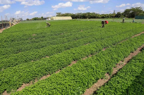 Para pekerja merawat ladang tanaman sayuran  di Citadel Agri Merchants di Kitengela, Kabupaten Kajiado, Kenya, (22/05/2026).