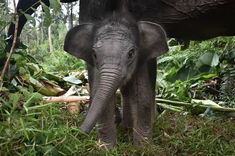 Anak gajah yang berusia 15 hari, Nona Seroja di Taman Nasional Tesso Nilo, Riau, Rabu (24/06/2026).
