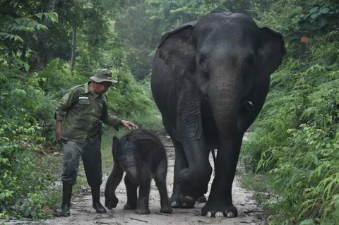 Seorang perawat gajah berjalan bersama induk gajah Sumatera berusia 55 tahun, Ria, dan anaknya yang berusia 15 hari, Nona Seroja di Taman Nasional Tesso Nilo, Riau, Rabu (24/06/2026).