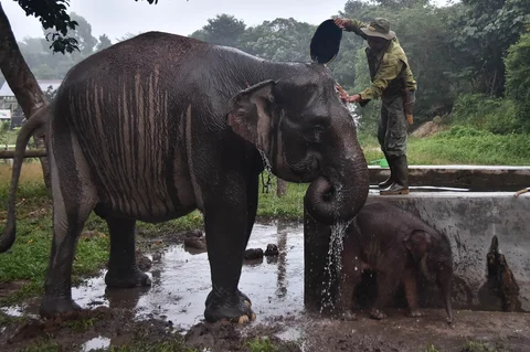 Seorang perawat gajah memandikan induk gajah Sumatera berusia 55 tahun, Ria, dan anaknya yang berusia 15 hari, Nona Seroja di Taman Nasional Tesso Nilo, Riau, Rabu (24/06/2026).