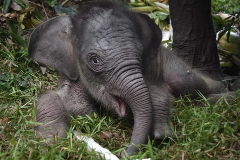 Anak gajah yang berusia 15 hari, Nona Seroja di Taman Nasional Tesso Nilo, Riau, Rabu (24/06/2026).