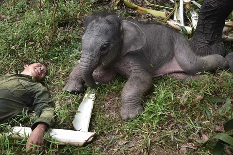 Seorang perawat gajah anak gajah yang berusia 15 hari, Nona Seroja di Taman Nasional Tesso Nilo, Riau, Rabu (24/06/2026).