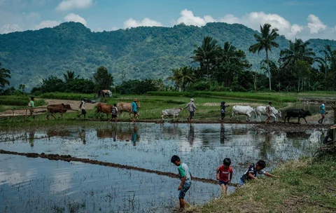 Warga membawa sapi jantan  sebelum kegiatan  Pacu Jawi, sebuah acara pacuan sapi tradisional, di desa Simabur, Kabupaten Tanah Datar, Sumatera Barat, Sabtu (27/06/2026).