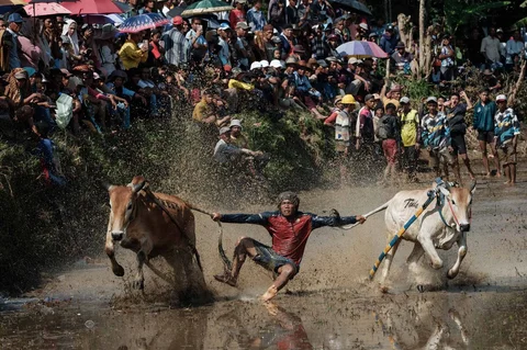 Seorang joki menyeimbangkan diri di atas bajak kayu yang diadaptasi untuk balapan saat kegiatan  Pacu Jawi di desa Simabur, Kabupaten Tanah Datar, Sumatera Barat, Sabtu (27/06/2026).