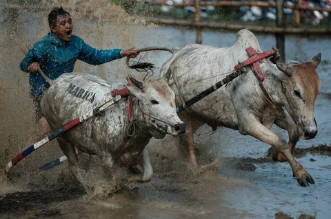 Seorang joki menyeimbangkan diri di atas bajak kayu yang diadaptasi untuk balapan saat kegiatan  Pacu Jawi di desa Simabur, Kabupaten Tanah Datar, Sumatera Barat, Sabtu (27/06/2026).