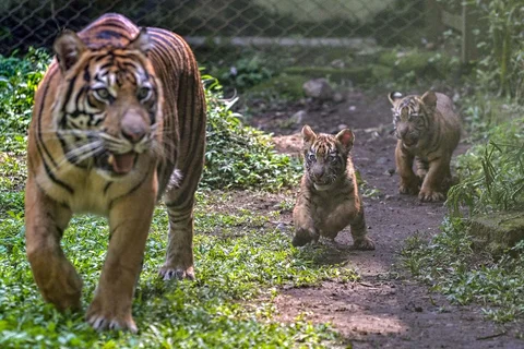 Seekor indukan harimau sumatra (Panthera tigris sumatrae) bernama Dini bersama anak-anaknya bermain di Taman Safari Indonesia II Prigen, Pasuruan, Jawa Timur, Kamis (04/06/2026).