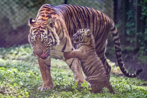 Seekor indukan harimau sumatra (Panthera tigris sumatrae) bernama Dini bersama anak-anaknya bermain di Taman Safari Indonesia II Prigen, Pasuruan, Jawa Timur, Kamis (04/06/2026).