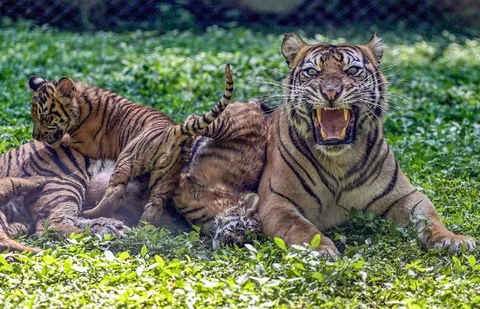 Seekor indukan harimau sumatra (Panthera tigris sumatrae) bernama Dini bersama anak-anaknya bermain di Taman Safari Indonesia II Prigen, Pasuruan, Jawa Timur, Kamis (04/06/2026).