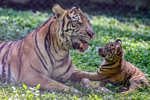Seekor indukan harimau sumatra (Panthera tigris sumatrae) bernama Dini bersama anak-anaknya bermain di Taman Safari Indonesia II Prigen, Pasuruan, Jawa Timur, Kamis (04/06/2026).
