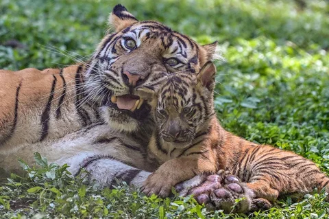 Seekor indukan harimau sumatra (Panthera tigris sumatrae) bernama Dini bersama anak-anaknya bermain di Taman Safari Indonesia II Prigen, Pasuruan, Jawa Timur, Kamis (04/06/2026).