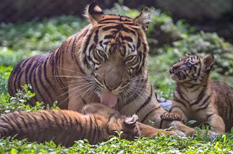 Seekor indukan harimau sumatra (Panthera tigris sumatrae) bernama Dini bersama anak-anaknya bermain di Taman Safari Indonesia II Prigen, Pasuruan, Jawa Timur, Kamis (04/06/2026).