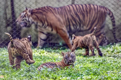 Seekor indukan harimau sumatra (Panthera tigris sumatrae) bernama Dini bersama anak-anaknya bermain di Taman Safari Indonesia II Prigen, Pasuruan, Jawa Timur, Kamis (04/06/2026).