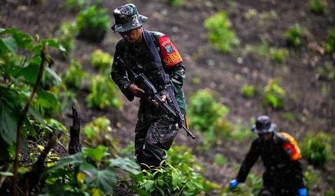 Prajurit Tentara Indonesia  Angkatan Darat menjaga tanaman ganja selama penggerebekan ladang ganja di Indrapuri, provinsi Aceh, Sabtu (06/07/2026).