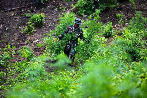 Prajurit Tentara Indonesia  Angkatan Darat memusnahkan tanaman ganja selama selama penggerebekan ladang ganja di Indrapuri, provinsi Aceh, Sabtu (06/07/2026).