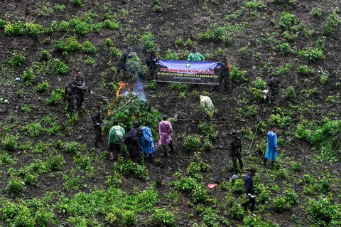 Prajurit Tentara Indonesia  Angkatan Darat memusnahkan tanaman ganja selama selama penggerebekan ladang ganja di Indrapuri, provinsi Aceh, Sabtu (06/07/2026).
