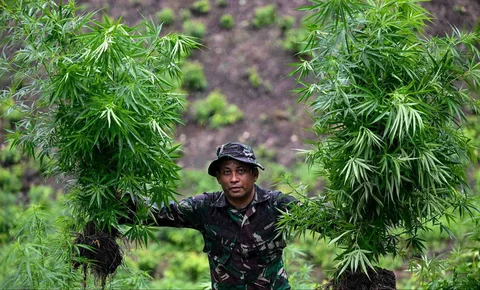 Prajurit Tentara Indonesia  Angkatan Darat menunjukkan tanaman ganja selama penggerebekan ladang ganja di Indrapuri, provinsi Aceh, Sabtu (06/07/2026).