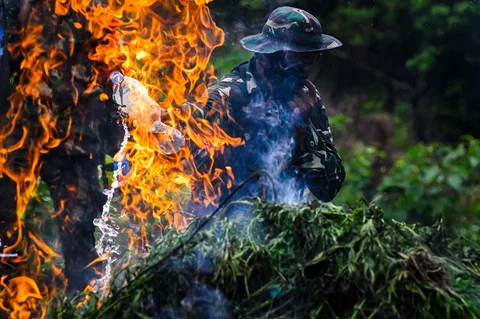 Prajurit Tentara Indonesia  Angkatan Darat memusnahkan tanaman ganja selama selama penggerebekan ladang ganja di Indrapuri, provinsi Aceh, Sabtu (06/07/2026).