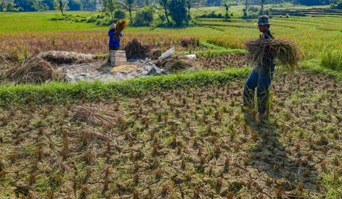Petani memanen padi di lahan yang terdampak gagal panen akibat serangan hama wereng dan kekeringan di Desa Weninggalih, Kecamatan Jonggol, Kabupaten Bogor, Minggu (5/7/2026).