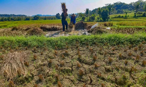 Petani memanen padi di lahan yang terdampak gagal panen akibat serangan hama wereng dan kekeringan di Desa Weninggalih, Kecamatan Jonggol, Kabupaten Bogor, Minggu (5/7/2026).