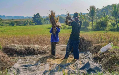 Petani memanen padi di lahan yang terdampak gagal panen akibat serangan hama wereng dan kekeringan di Desa Weninggalih, Kecamatan Jonggol, Kabupaten Bogor, Minggu (5/7/2026).
