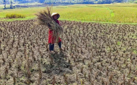 Petani memanen padi di lahan yang terdampak gagal panen akibat serangan hama wereng dan kekeringan di Desa Weninggalih, Kecamatan Jonggol, Kabupaten Bogor, Minggu (5/7/2026).