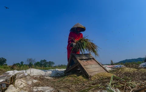 Petani memanen padi di lahan yang terdampak gagal panen akibat serangan hama wereng dan kekeringan di Desa Weninggalih, Kecamatan Jonggol, Kabupaten Bogor, Minggu (5/7/2026).