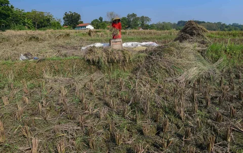 Petani memanen padi di lahan yang terdampak gagal panen akibat serangan hama wereng dan kekeringan di Desa Weninggalih, Kecamatan Jonggol, Kabupaten Bogor, Minggu (5/7/2026).