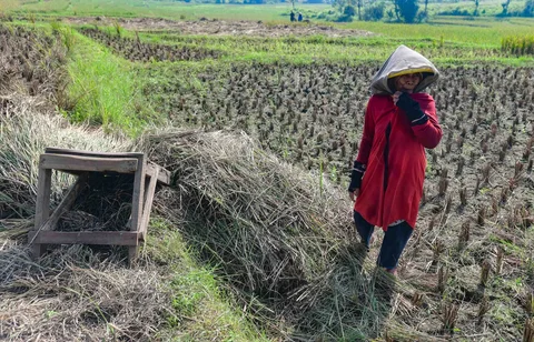 Petani memanen padi di lahan yang terdampak gagal panen akibat serangan hama wereng dan kekeringan di Desa Weninggalih, Kecamatan Jonggol, Kabupaten Bogor, Minggu (5/7/2026).