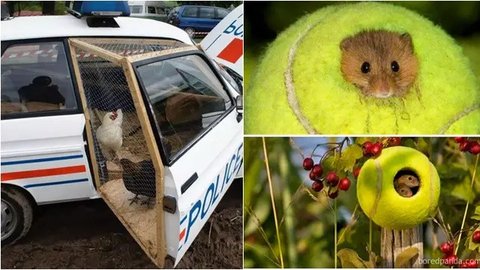 6 Foto Kandang Hewan Peliharaan yang Terbuat dari Bahan Daur Ulang, Hasilnya Sangat Menarik!