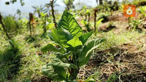 Pemerintah Diminta untuk Buat Harga Rokok Tidak Terjangkau untuk Tekan Beban Kesehatan