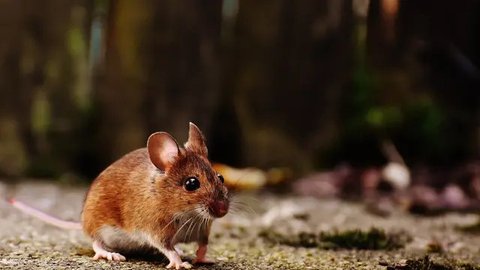 16 Cara untuk Mengusir Tikus dari Rumah Selamanya, Bebas Tikus dalam Waktu 2 Minggu