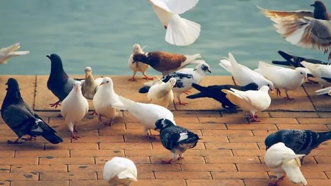 Ilmuwan Ungkap Satu Spesies Ini Musnahkan 610 Spesis Burung dalam 130.000 Tahun