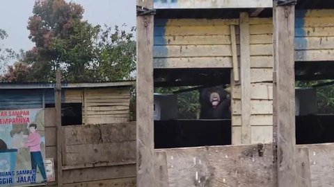 Tak Ada Makanan di Hutan, Beruang Hitam Cari Makan di Tumpukan Sampah Warga Lampung