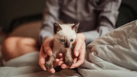 Kucing Disebut Lebih Memahami Bahasa Manusia Daripada Seorang Bayi, Ilmuwan Beri Penjelasan