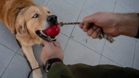 Ilmuwan Ungkap Ukuran Otak Pada Anjing Penentu Tingkat Kecerdasan, Hasil Temuannya Mengejutkan