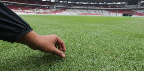 Perkembangan Terbaru Rumput GBK usai Dikeluhkan Pemain Jepang