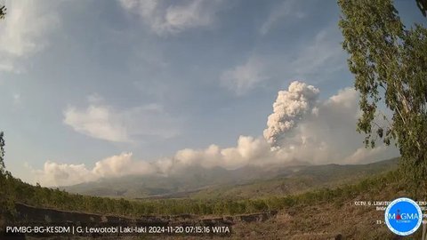 Gunung Lewotobi Laki-Laki Kembali Erupsi, Kolom Abu Mencapai 2.000 Meter