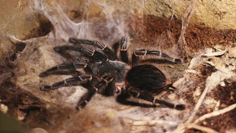 Selundupkan Ratusan Ekor Tarantula, Kelabang dan Semut dari Hutan Amazon, Pria Asal Korea Selatan Ditangkap di Peru