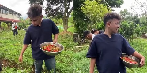 Ruben Onsu Coba Berkebun, Baru Saja Panen Cabai yang Segar