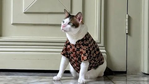 Potret Bobby Kertanegara, Kucing Menggemaskan Milik Presiden Prabowo yang Lagi Trending di Indonesia