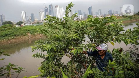 Daun Jambu Biji Ternyata Punya Manfaat Luar Biasa buat Kesehatan, Ampuh Turunkan Kolesterol dan Gula Darah