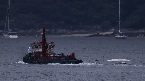 Bangkai Ikan Paus yang Terdampar di Pantai Bisa Meledak, Begini Penjelasan Sains