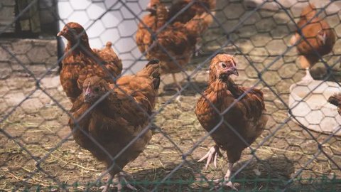 Rumahnya Diubah Jadi Kandang Ayam & Rusak Parah, Pemilik Murka ke Penyewa